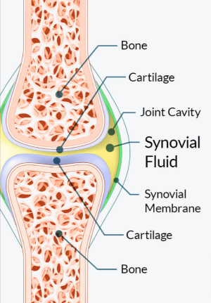 Joint Genesis joint health